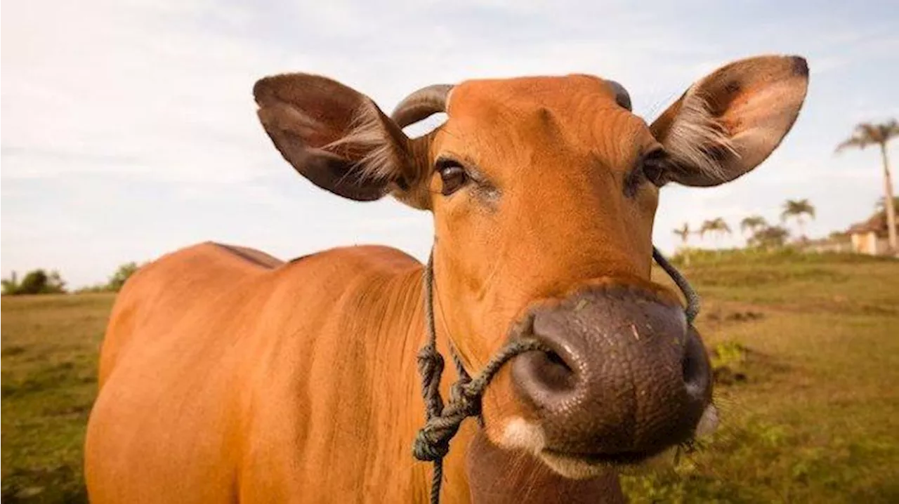 Sapi Berisiko Terpapar Flu Burung, Kemenkes dan Kementan Perkuat One Health