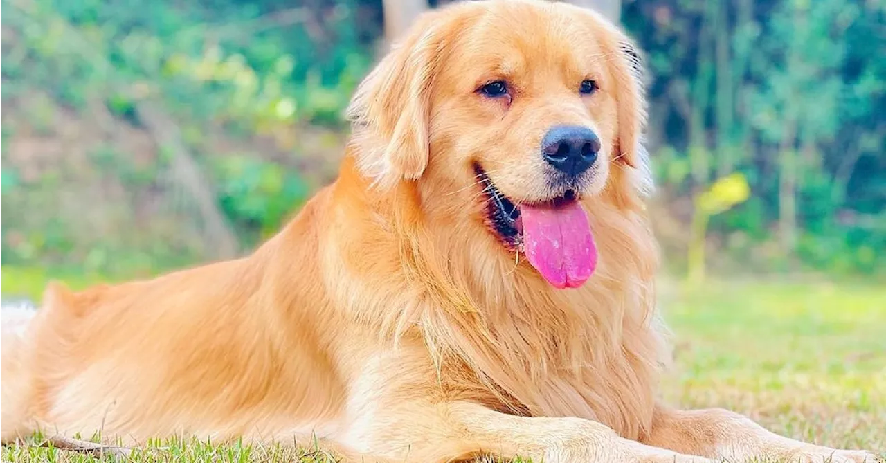 Deputado propõe “Lei Joca” para garantir bem-estar de animais em voos