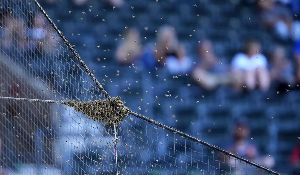 Dodgers and Diamondbacks delayed due to bee swarm