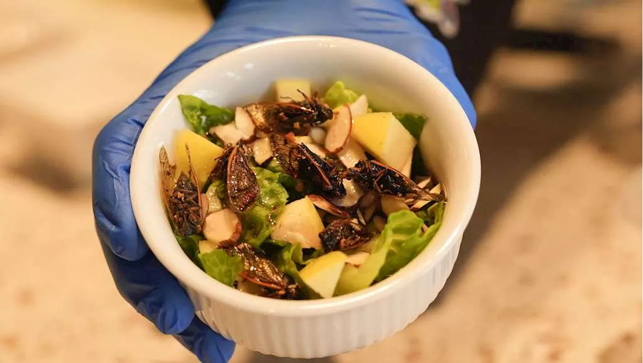 Would you eat a cicada salad? The monstrous little noisemakers descend on a New Orleans menu