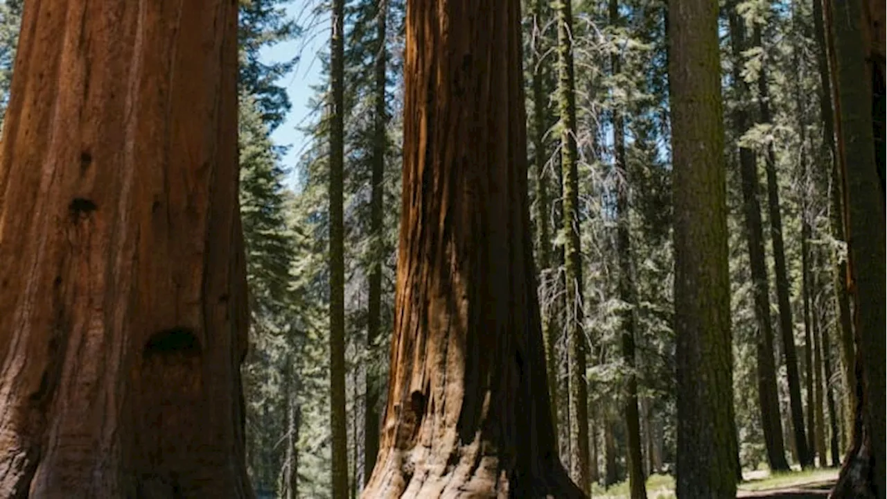 Why giant sequoias, redwoods are thriving in the United Kingdom