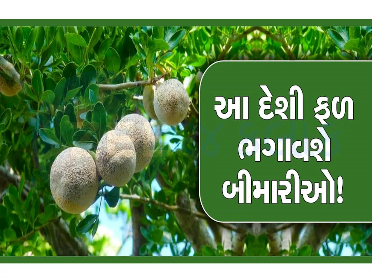 Diabetes Treatment: 10 રૂપિયાના આ દેશી ફળ સામે મોટી-મોટી દવાઓ ફેલ, હાઈ કોલેસ્ટ્રોલ અને હરસનો મૂળમાંથી થશે નાશ