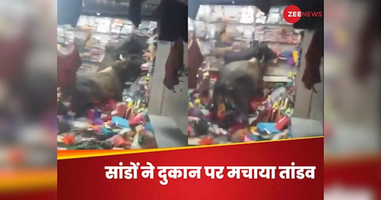 Viral Video: सांडों के बीच खतरनाक लड़ाई का वीडियो वायरल, दुकान में घुसकर मचाया तांडव- देखें Video