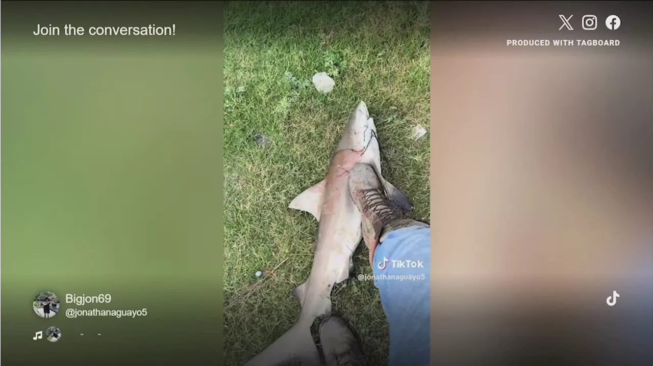 Texas man catches shark in river popular for tubing