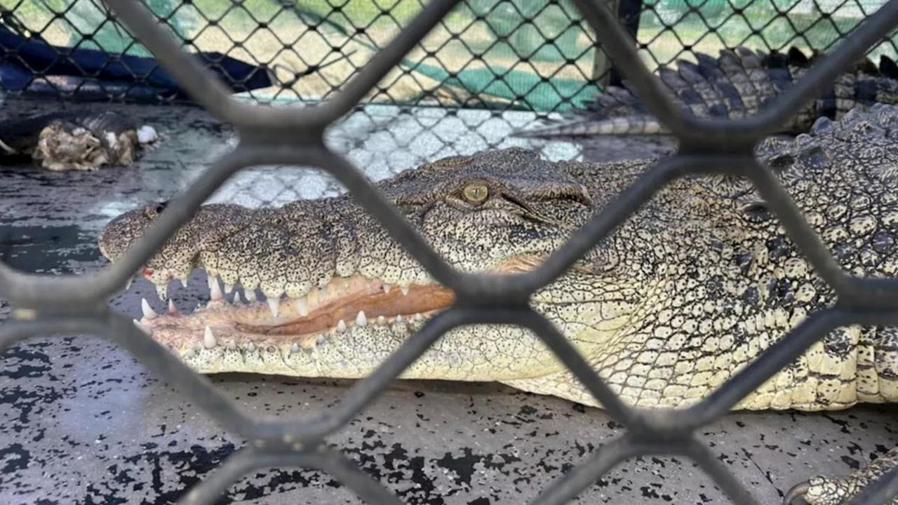 Crocodile captured at Cardwell Marina north of Townsville but not the one rangers targeted