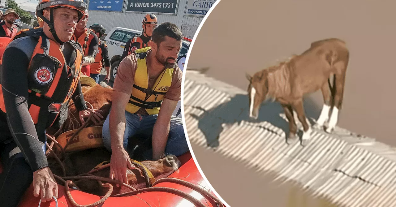 Horse stranded on roof in Brazil amid floods rescued