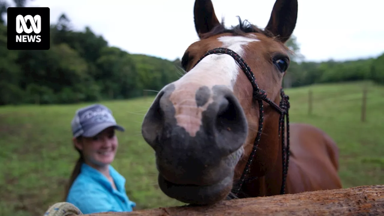 Rehoming wild horses won't solve the brumby problem, but it transforms lives for horses and owners