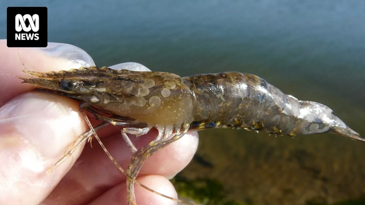 White spot virus as 'uncontainable as COVID' as department detects disease in wild prawns