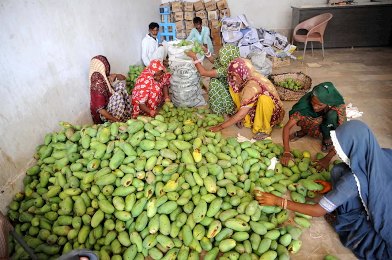 La raccolta del mango nella provincia di Hyderabad