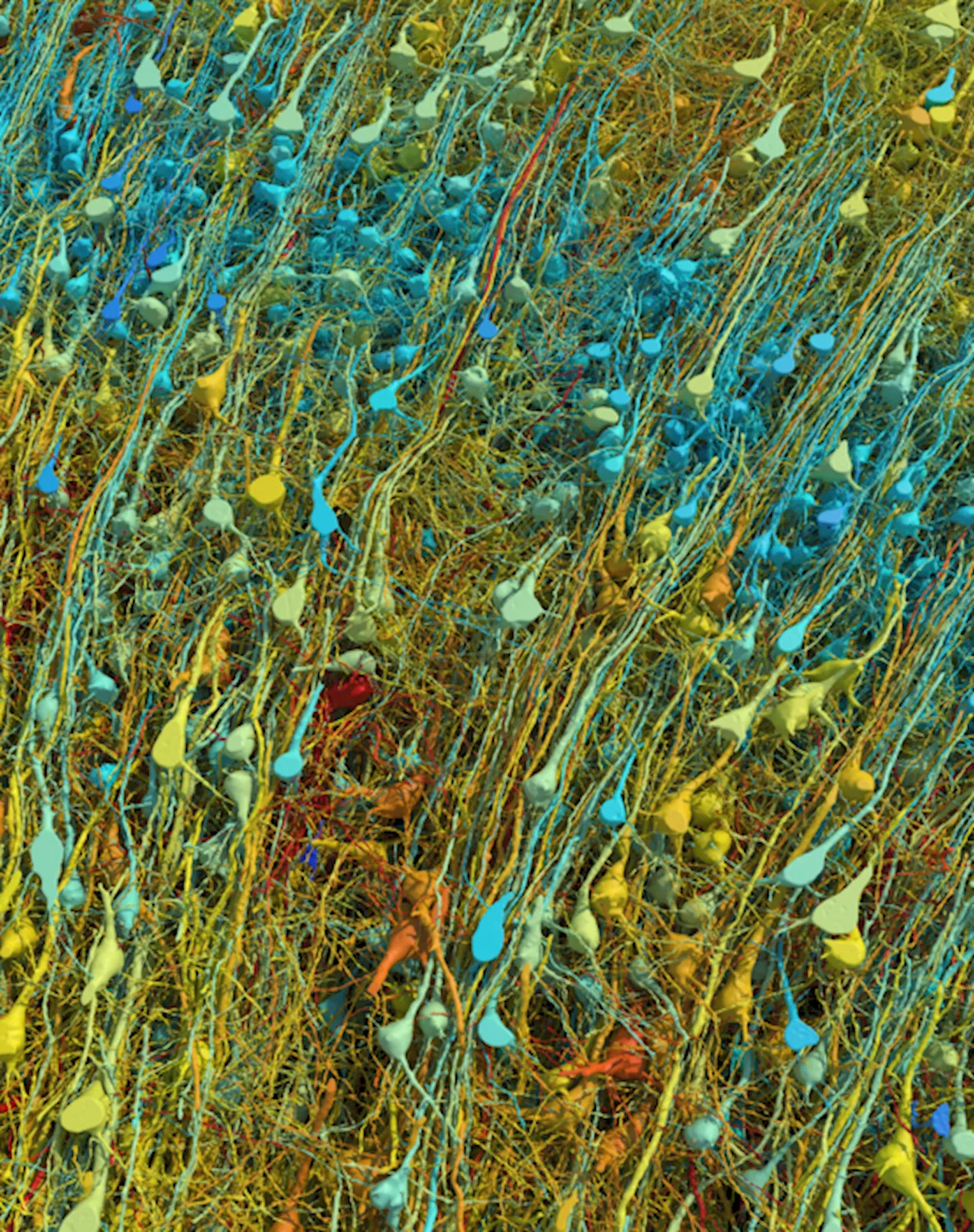 Ricostruito in 3D un frammento di corteccia cerebrale umana