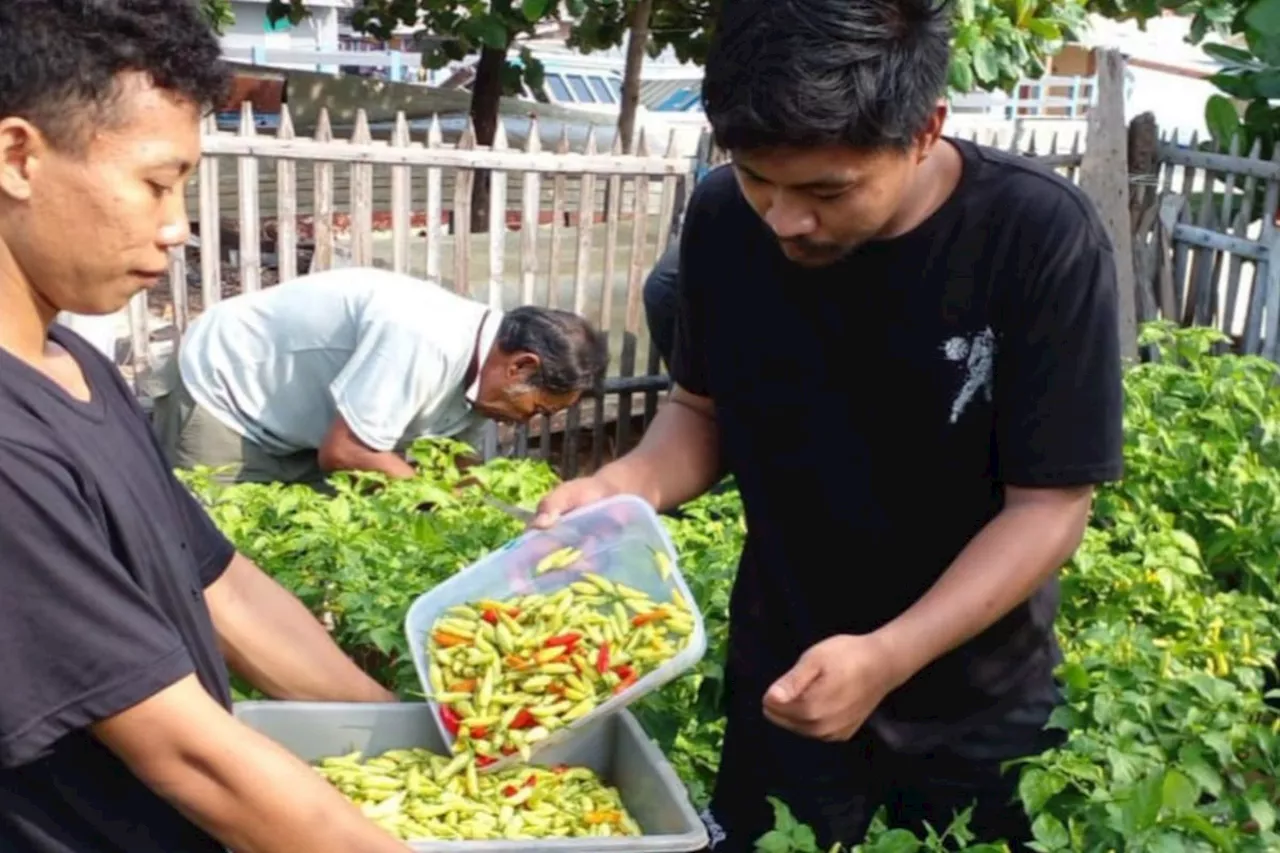 Pemkab Kepulauan Seribu mulai manfaatkan lahan untuk tanaman pangan