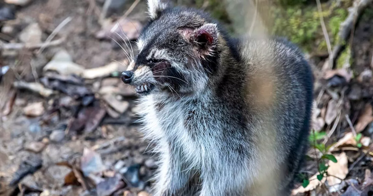 A 'zombie' virus is running rampant among Toronto raccoons