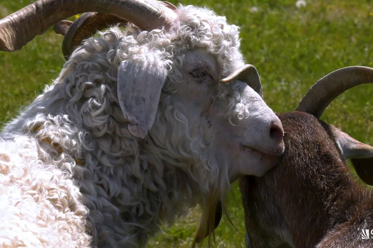 Baa-tter days ahead: B.C. farm gives second chances to farmyard friends