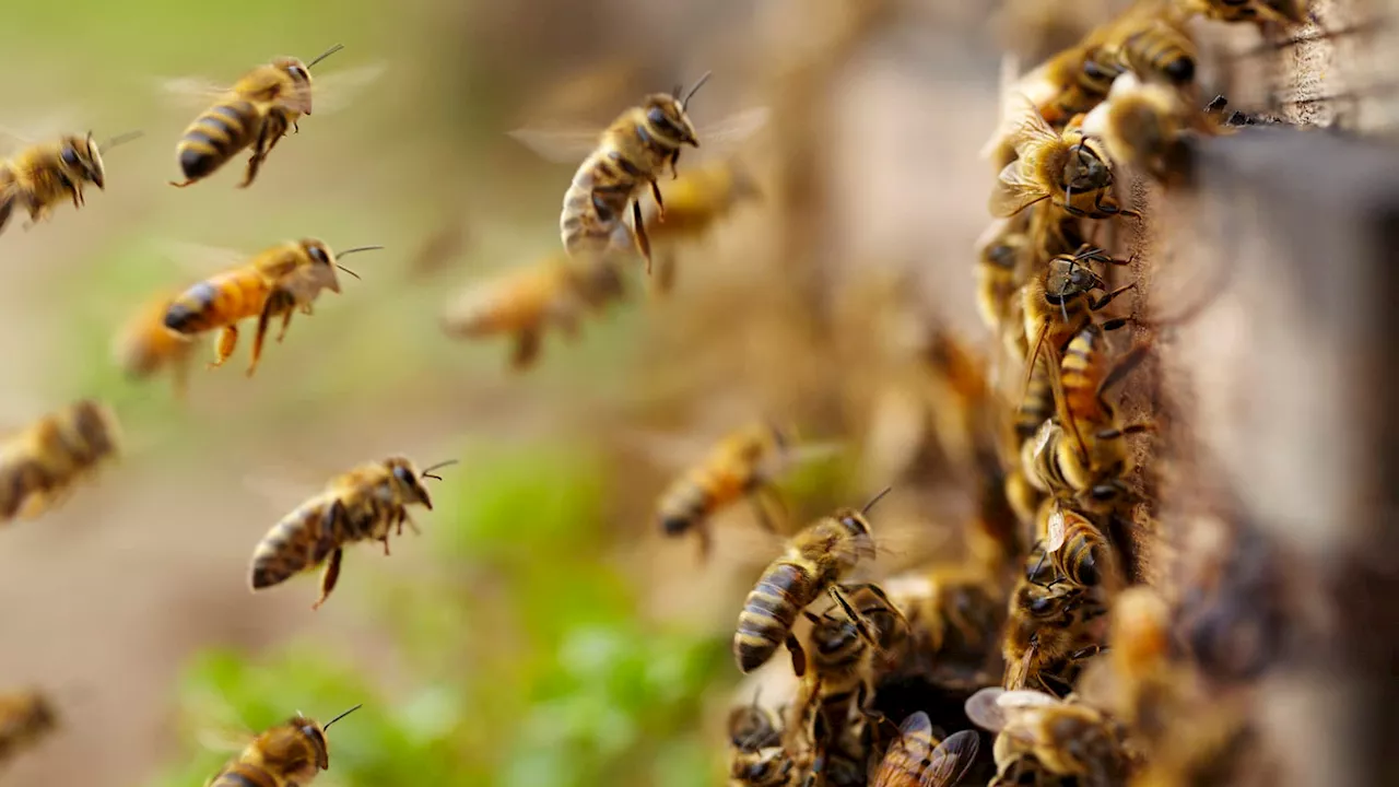 They dance and may even dream: Six things you may not know about honeybees