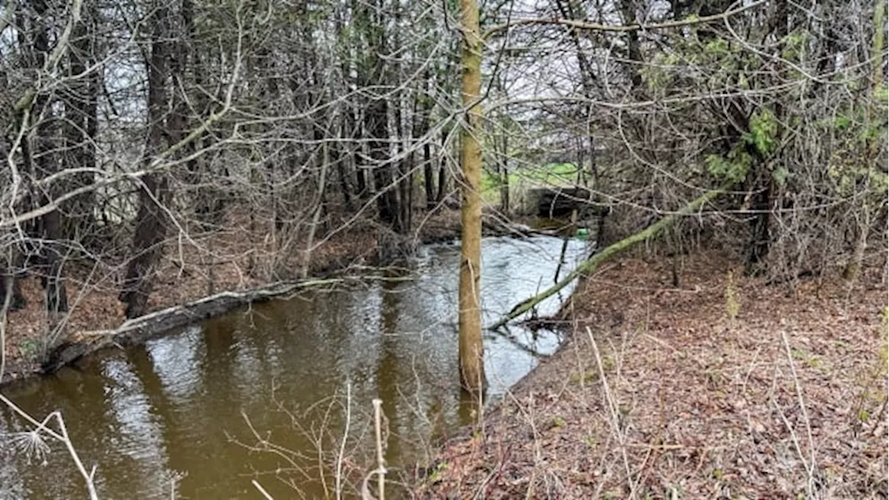 Protections slated for Bank Street widening decades too late, says naturalist