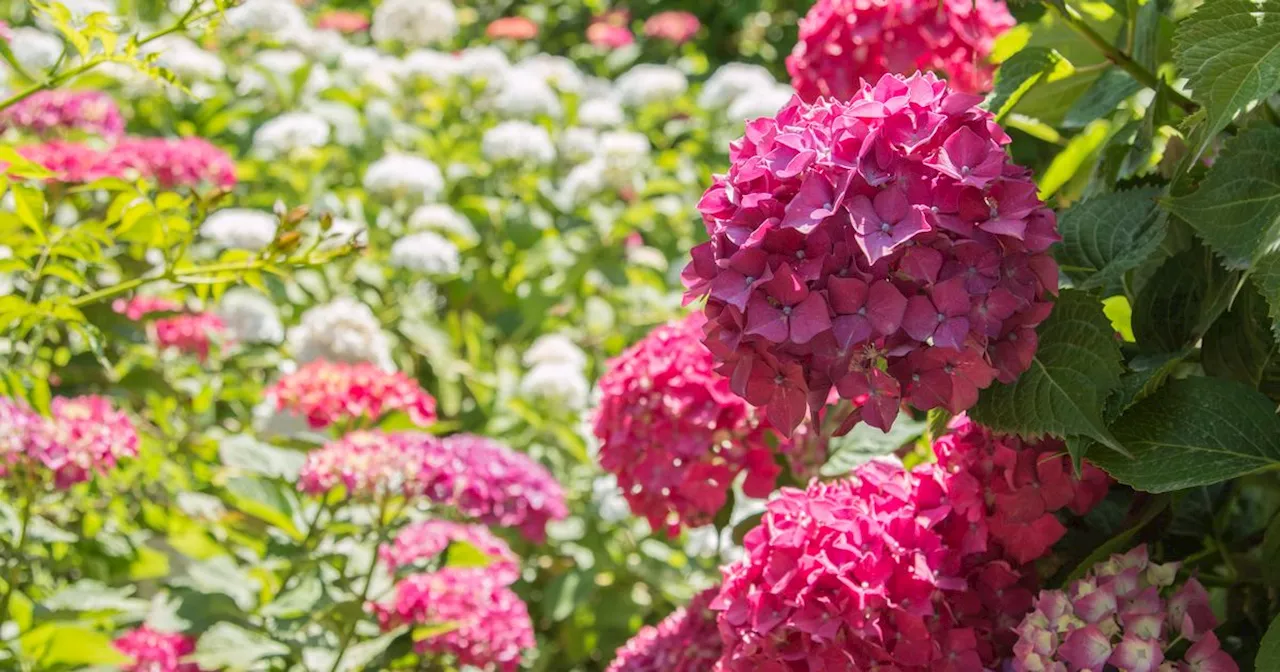 Hydrangea flowers given 'natural boost' just by using 75p homemade fertiliser