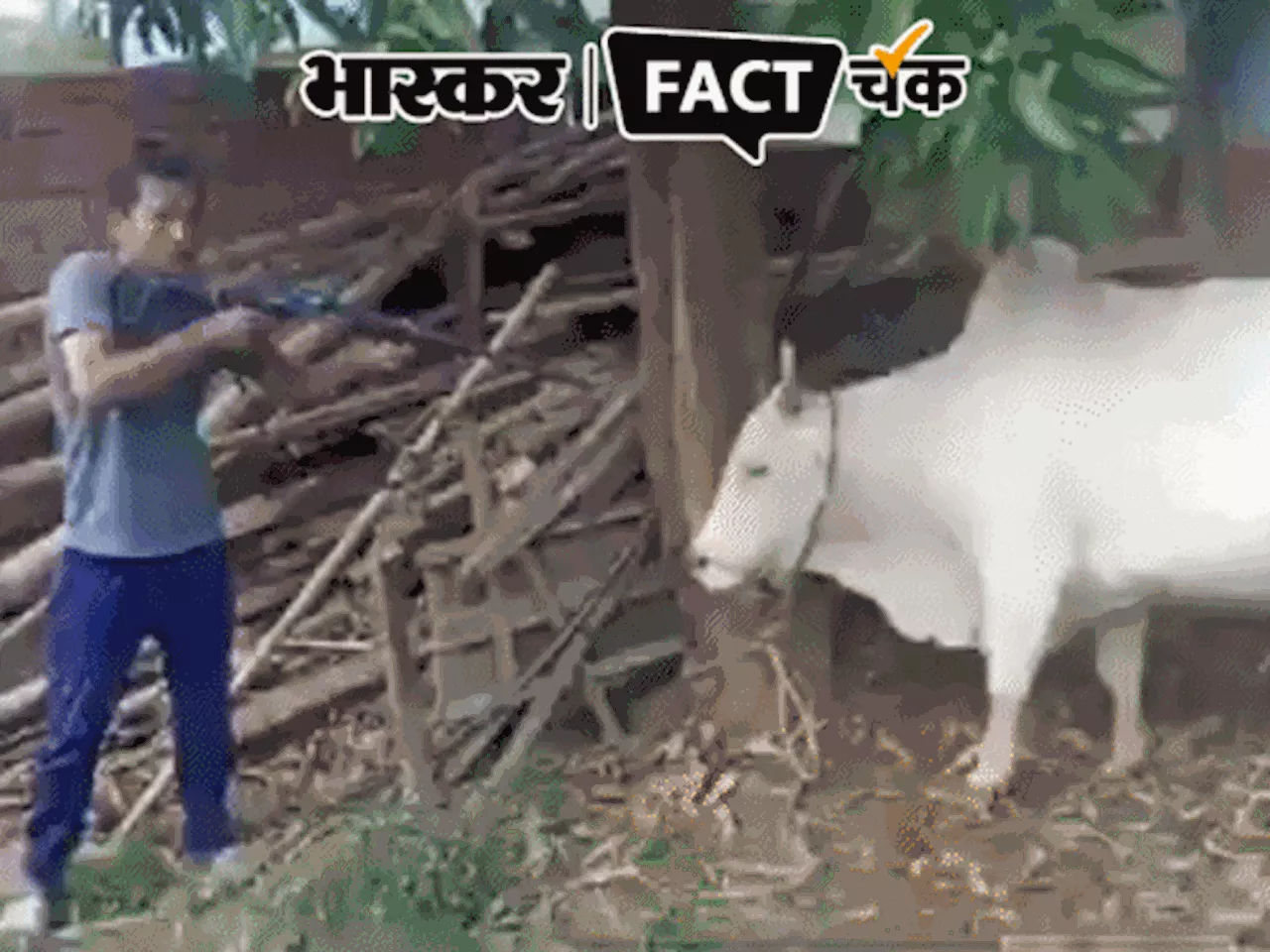 गाय को गोली मारकर बलि देने का VIDEO वायरल: दावा- केरल में कांग्रेस नेता ने राहुल गांधी की जीत के लिए ये किय...