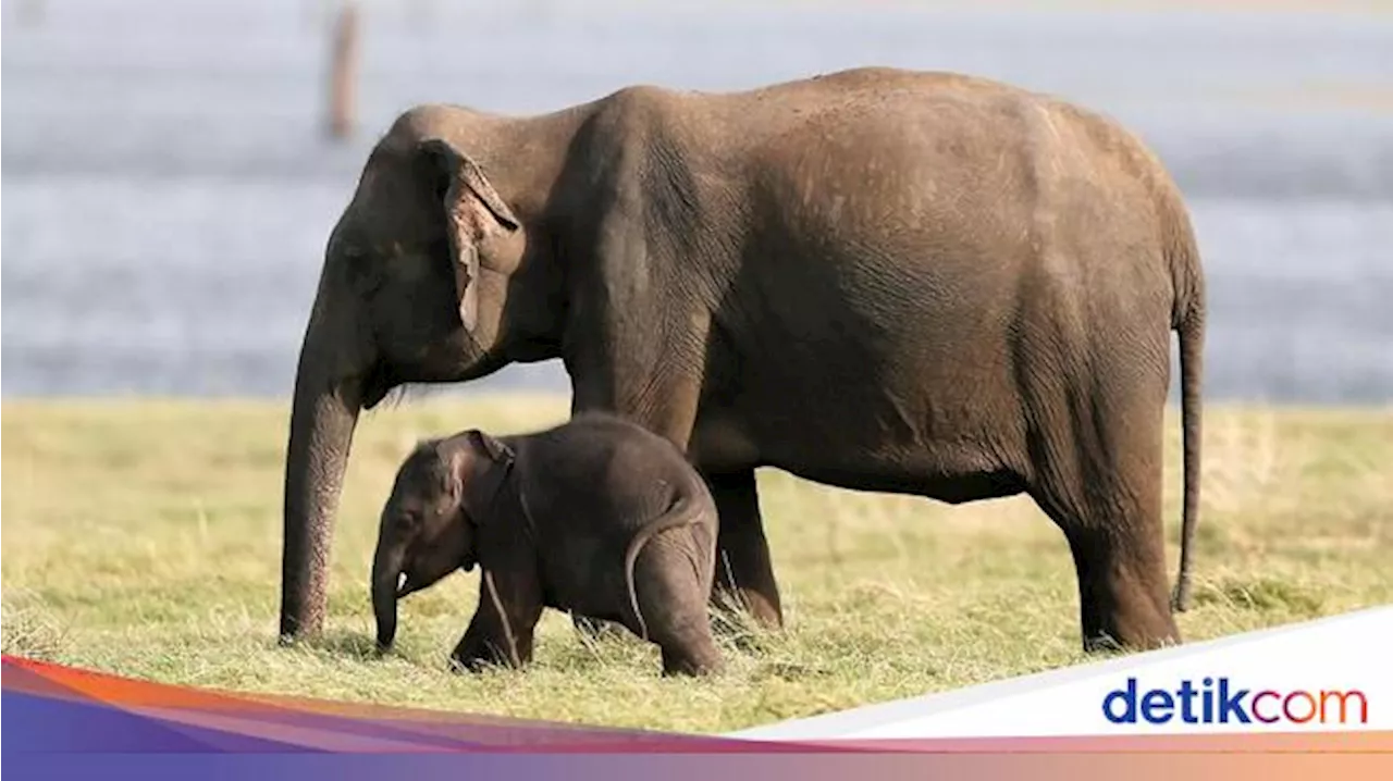 Kenapa Gajah Punya Ingatan Kuat? Begini Kemampuannya