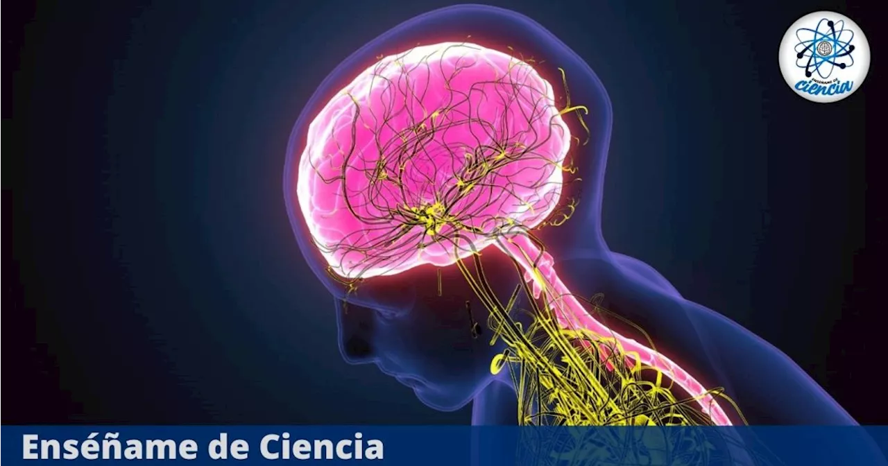 Descubrimiento científico revela que el cerebro se devora a sí mismo cuando no duermes bien