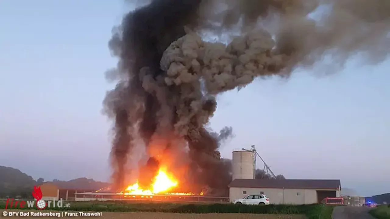 Stmk: 24 Feuerwehren bei Großbrand in Schweinestall → 1.000 Tiere gerettet, Hunderte umgekommen