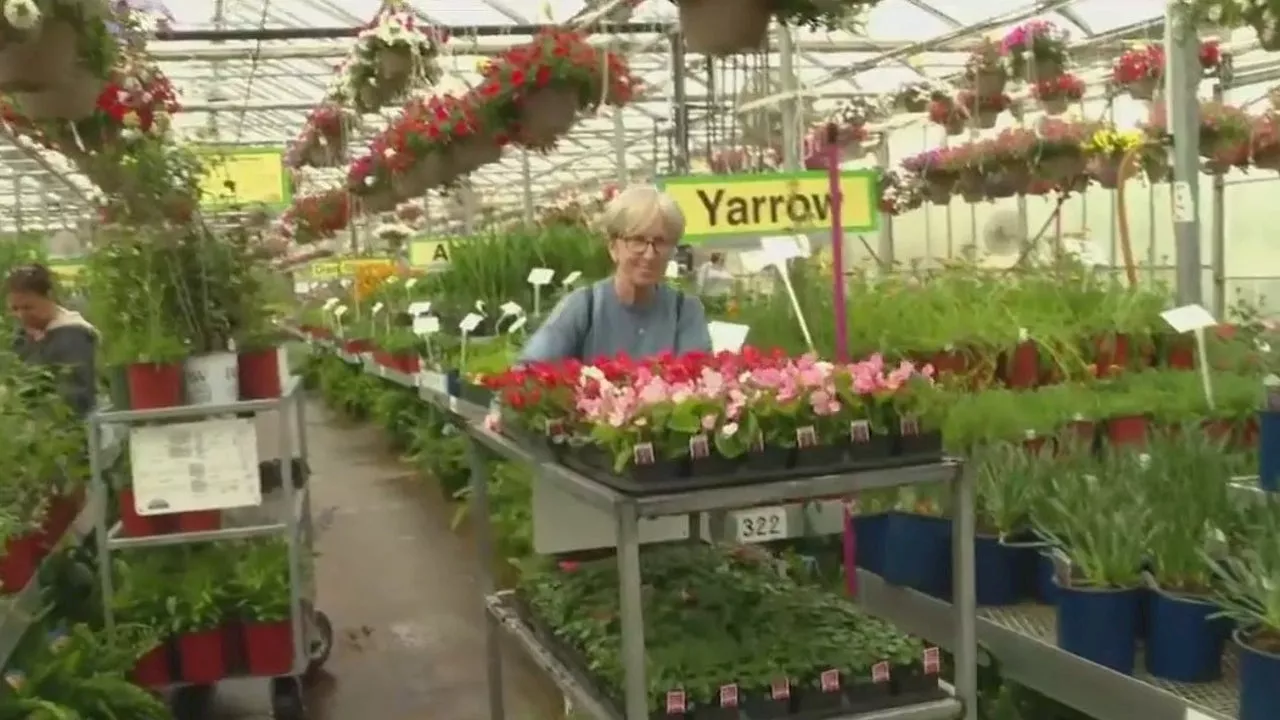 Gardener's paradise: Woldhuis Farms Sunrise Greenhouse prepares for busiest day of the year