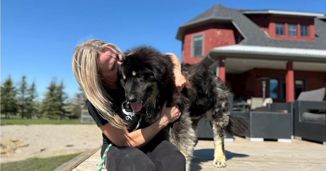 Black Dog Gala: Calgary event to celebrate dogs of a different colour