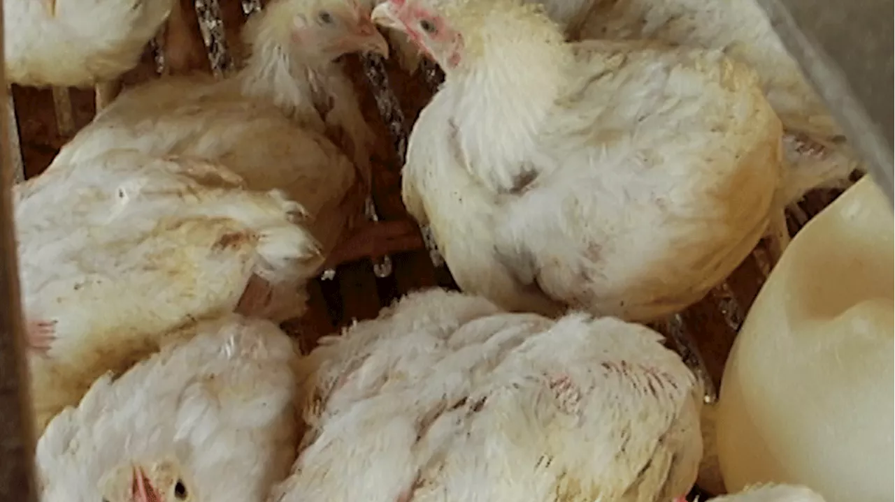 Cases of heat stroke in chickens confirmed in Pangasinan