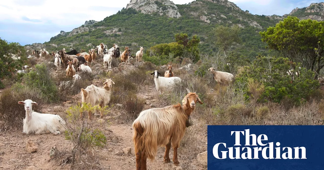 Great goat giveaway: Italian island inundated with adoption offers