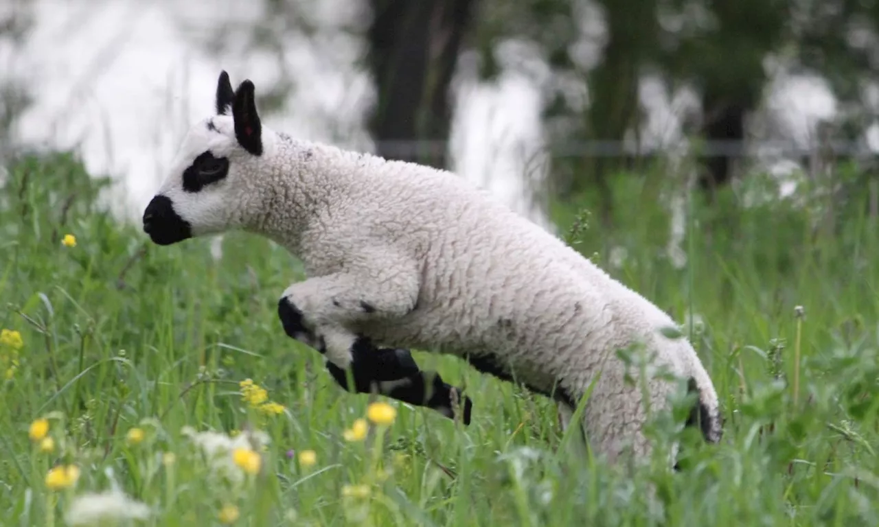 Babyschaf 'Flocki' darf bald die Donauinsel abgrasen