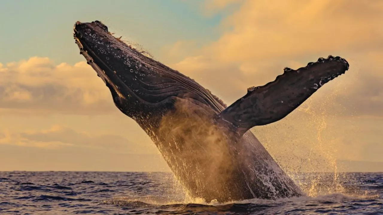 Il Pacifico rende i cetacei “persone giuridiche” per proteggerli