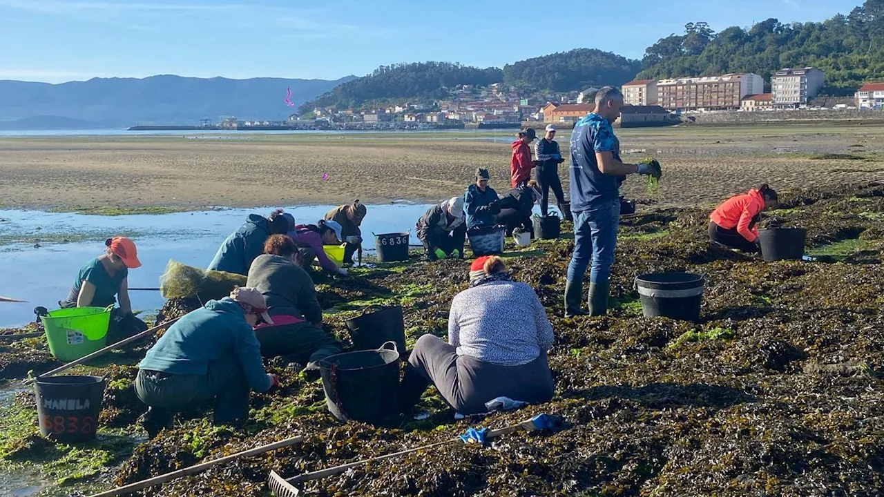 Un manto de algas asfixia la cría de marisco en la ría de Muros