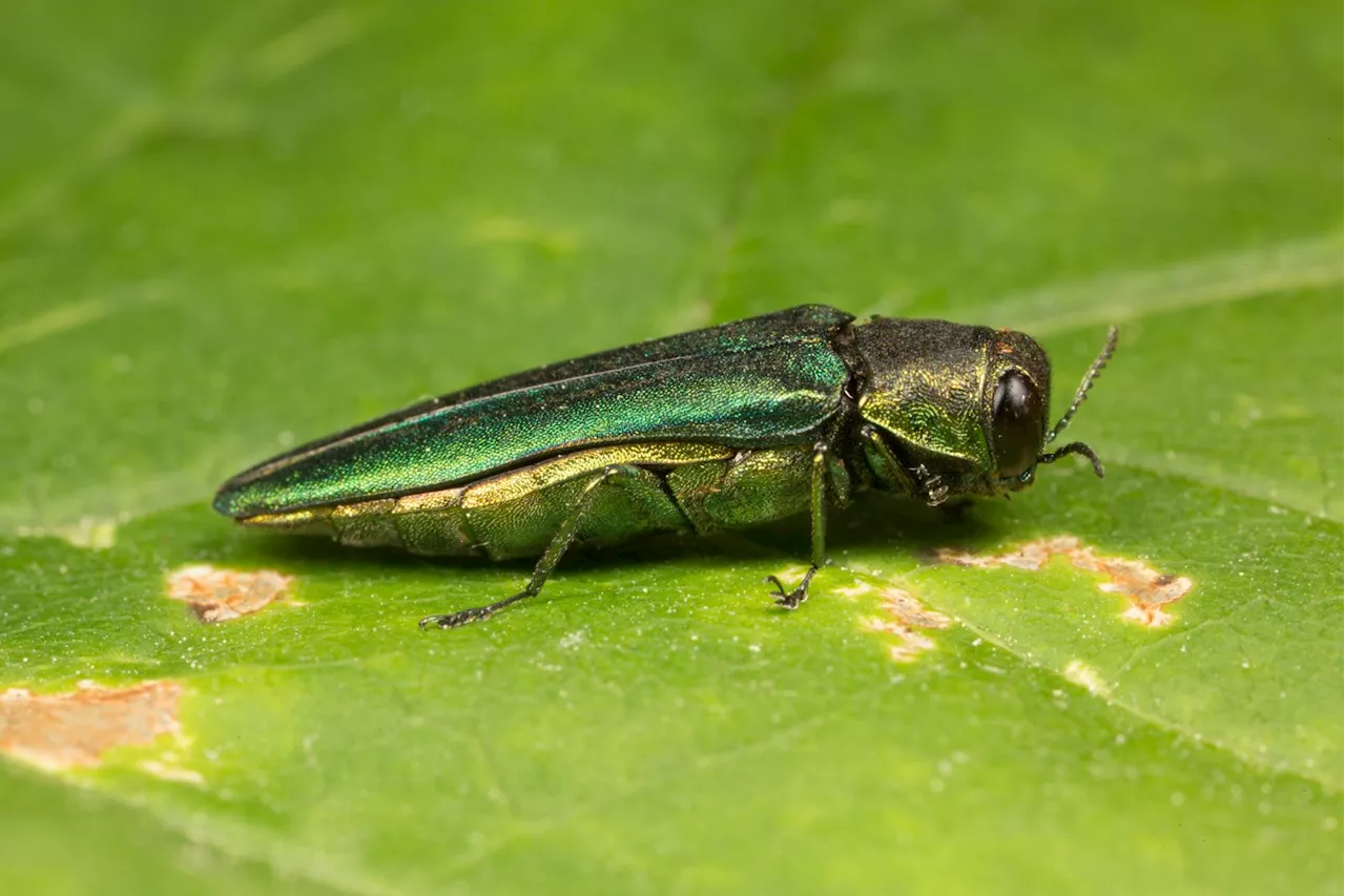 Research hub to receive £4m to tackle pests and pathogens threatening trees