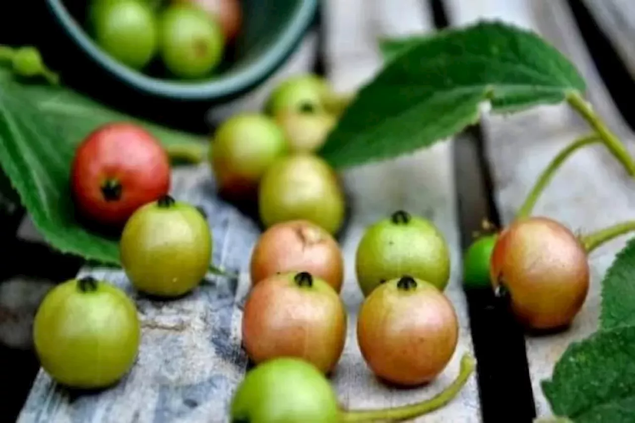 Sering Terbuang! Ternyata Buah Kersen Mempunyai Manfaat yang Jarang Diketahui, Salah Satunya untuk Penyandang Diabetes