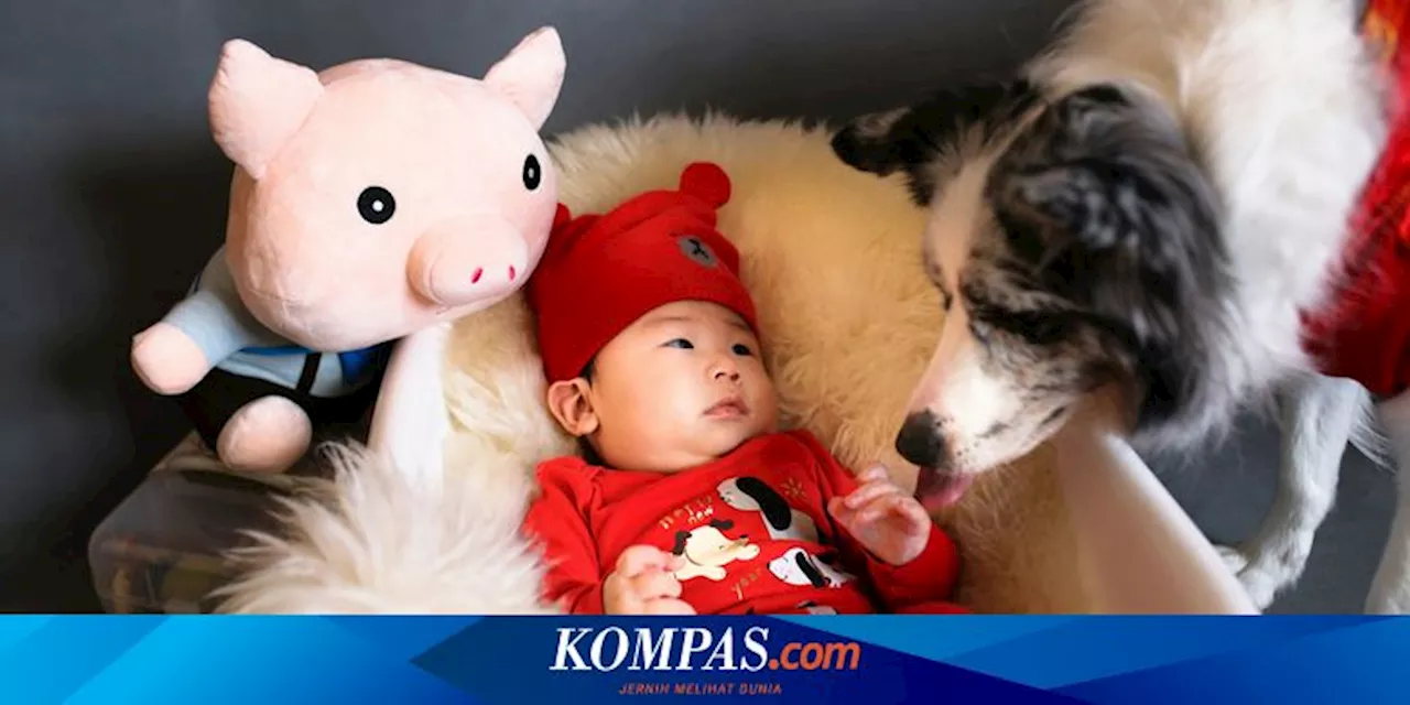 Cara Memperkenalkan Bayi kepada Anjing Peliharaan