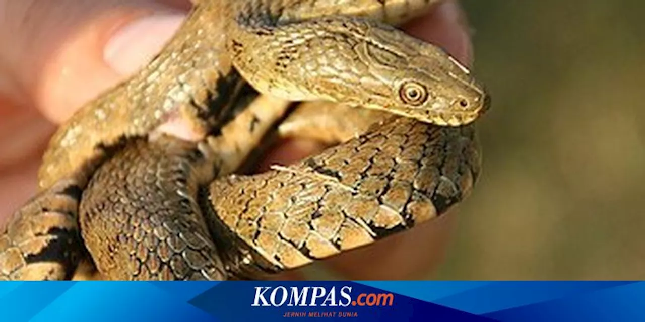 Ular Ini Lumuri Tubuhnya dengan Kotoran dan Darah untuk Kelabui Predator