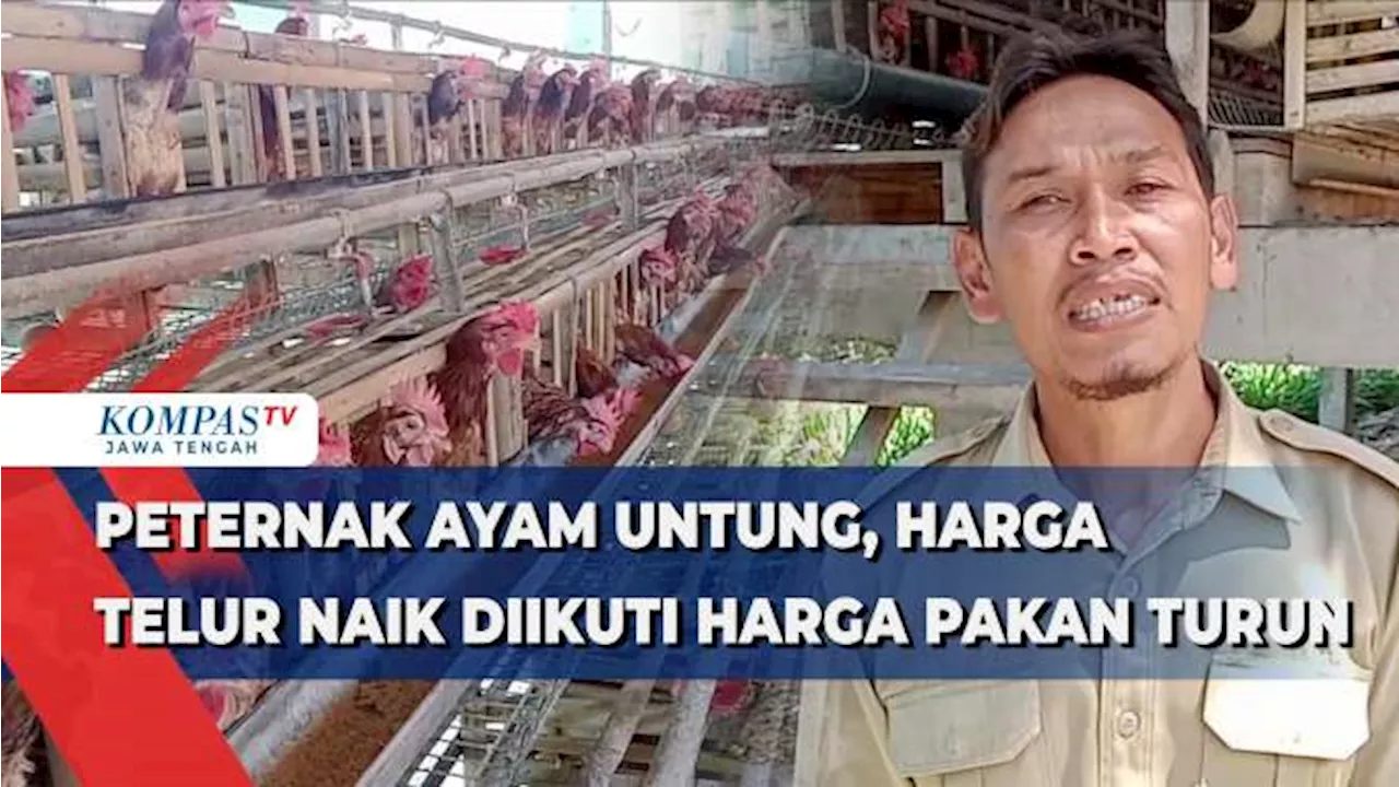 Peternak Ayam Untung, Harga Telur Naik Diikuti Harga Pakan Turun