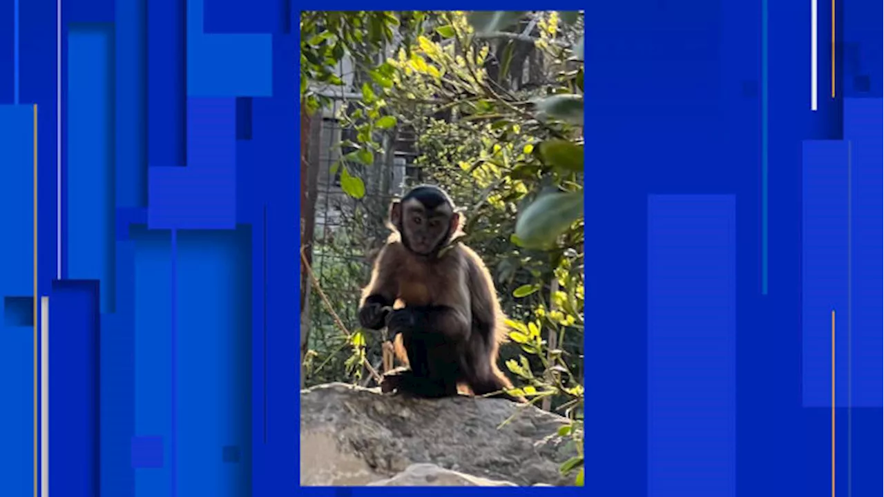 Boerne family organizing search party for missing pet monkey