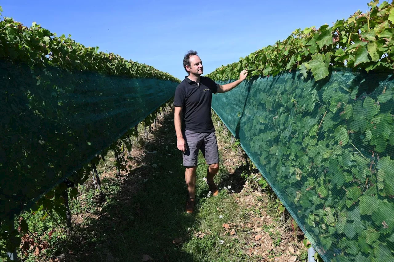 Beaujolais : des vignerons mettent le cap sur l’agroécologie « pour faire perdurer le métier »