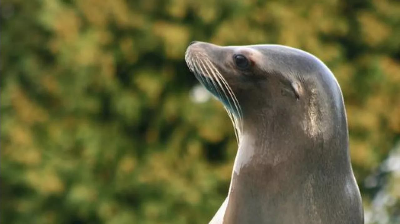 Flora, la toute première otarie née au zoo d’Amiens, est morte