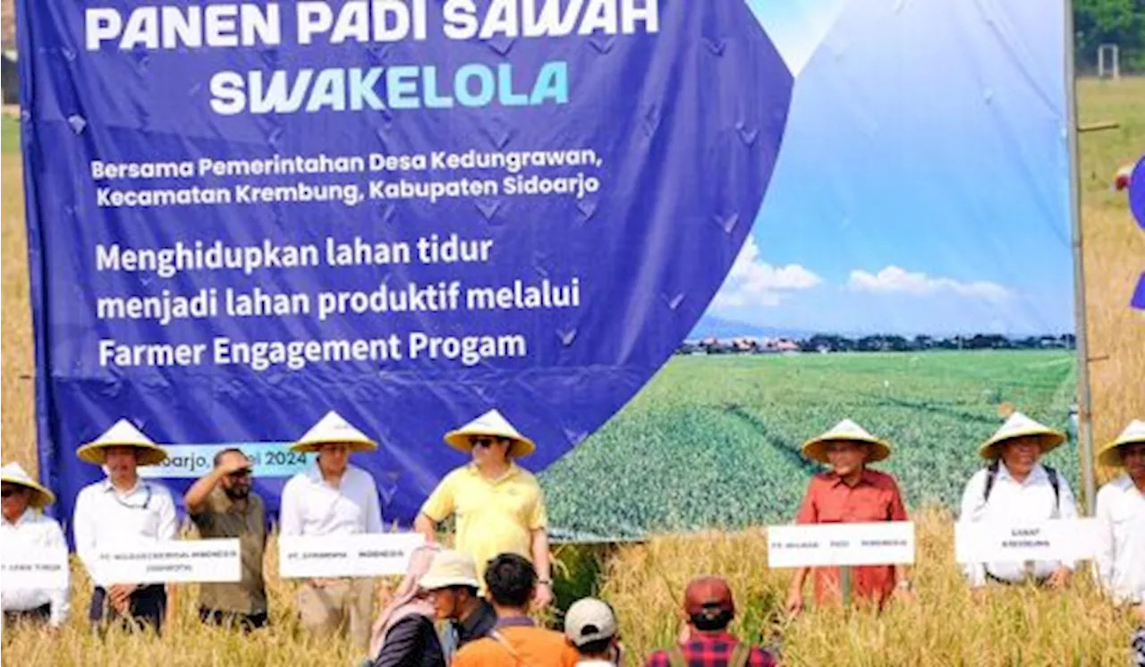 Sukses Bangunkan Lahan Tidur, Produksi Gabah Petani Capai 8 Ton per Hektare