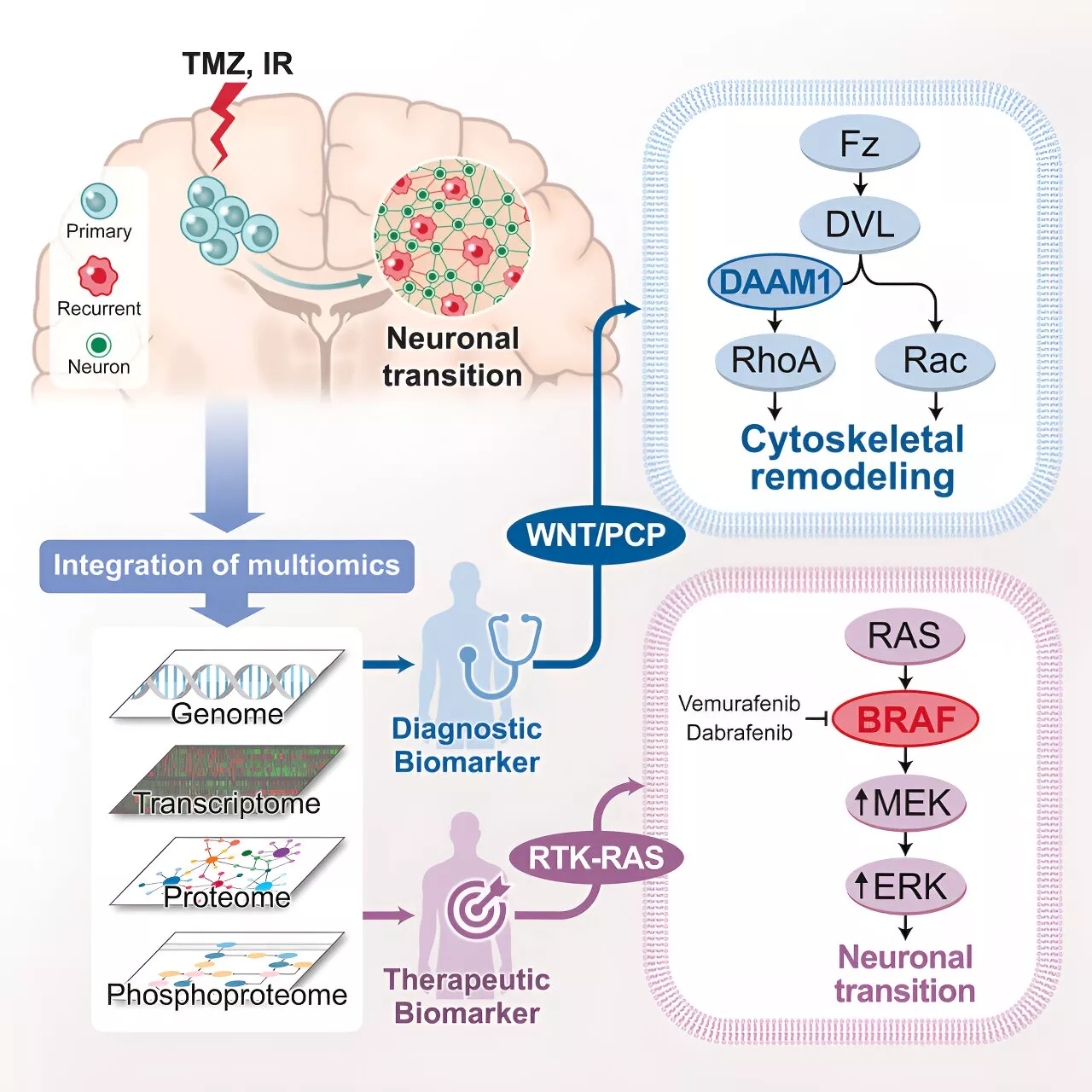 Study points to personalized treatment opportunities for glioblastoma