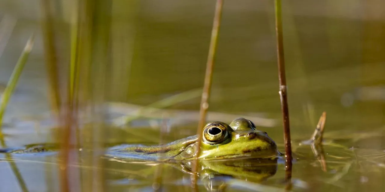 Forscher zeigen optimale Teichbedingungen für Schweizer Amphibien