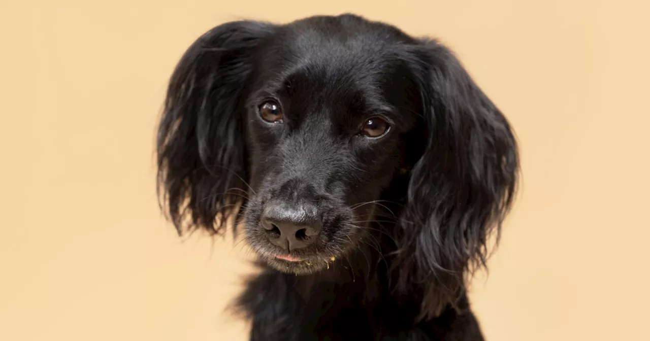 How to clean your dog's ears