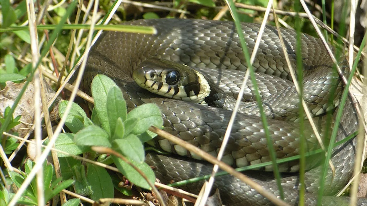 Kobra gesichtet? Diese drei Schlangen gibt es in SH