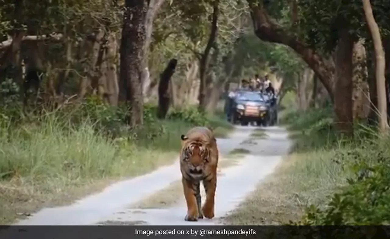 जंगल में सफारी गाड़ी के आगे-आगे शाही अंदाज़ में टहलता दिखा बाघ, अद्भुत नज़ारा देख मंत्रमुग्ध हुए लोग