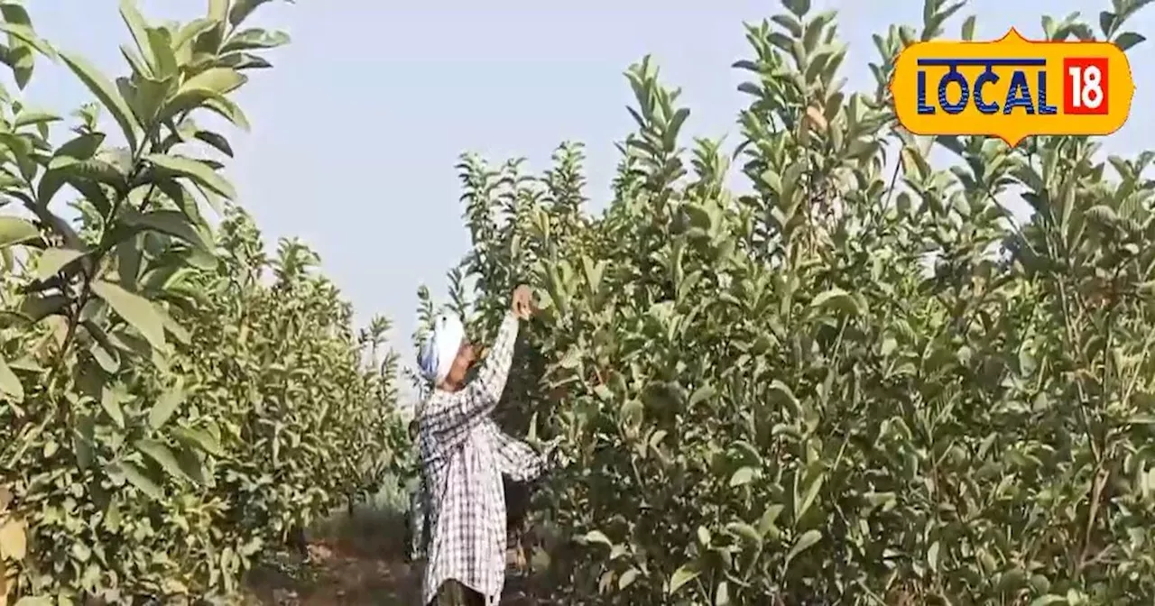 यूट्यूब से मिला आइडिया, तो किसान ने शुरू की यह खेती, बदल गई तकदीर! आज कमा रहा लाखों, खेत से ही बिक रही फसल