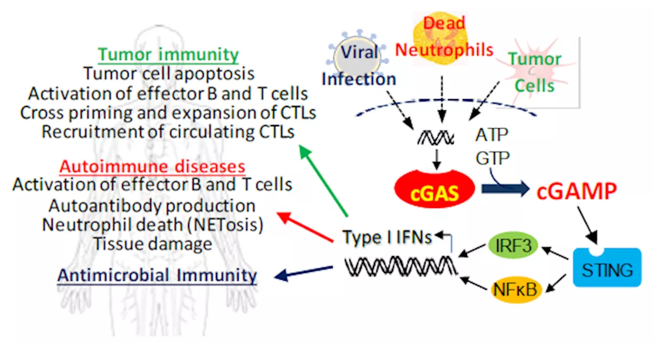 Autoimmune diseases: Targeting the cGAS-STING pathway