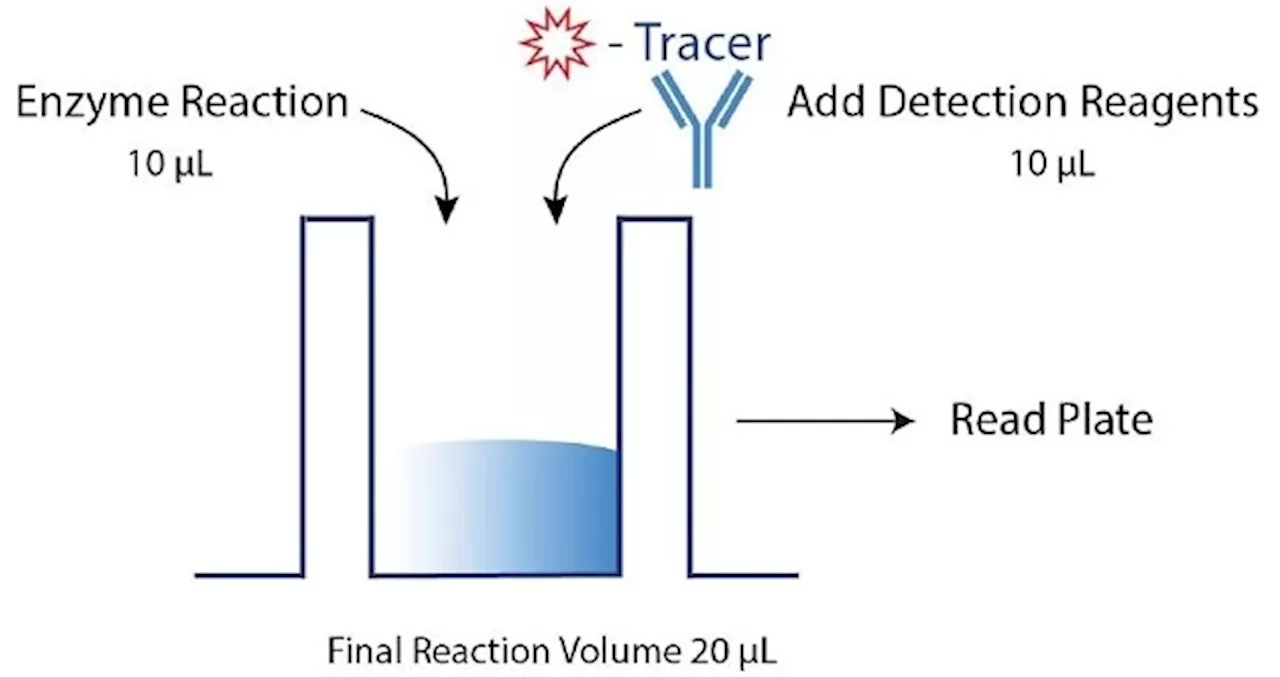 Discovering TREX1 inhibitors with the Transcreener dAMP Exonuclease Assay