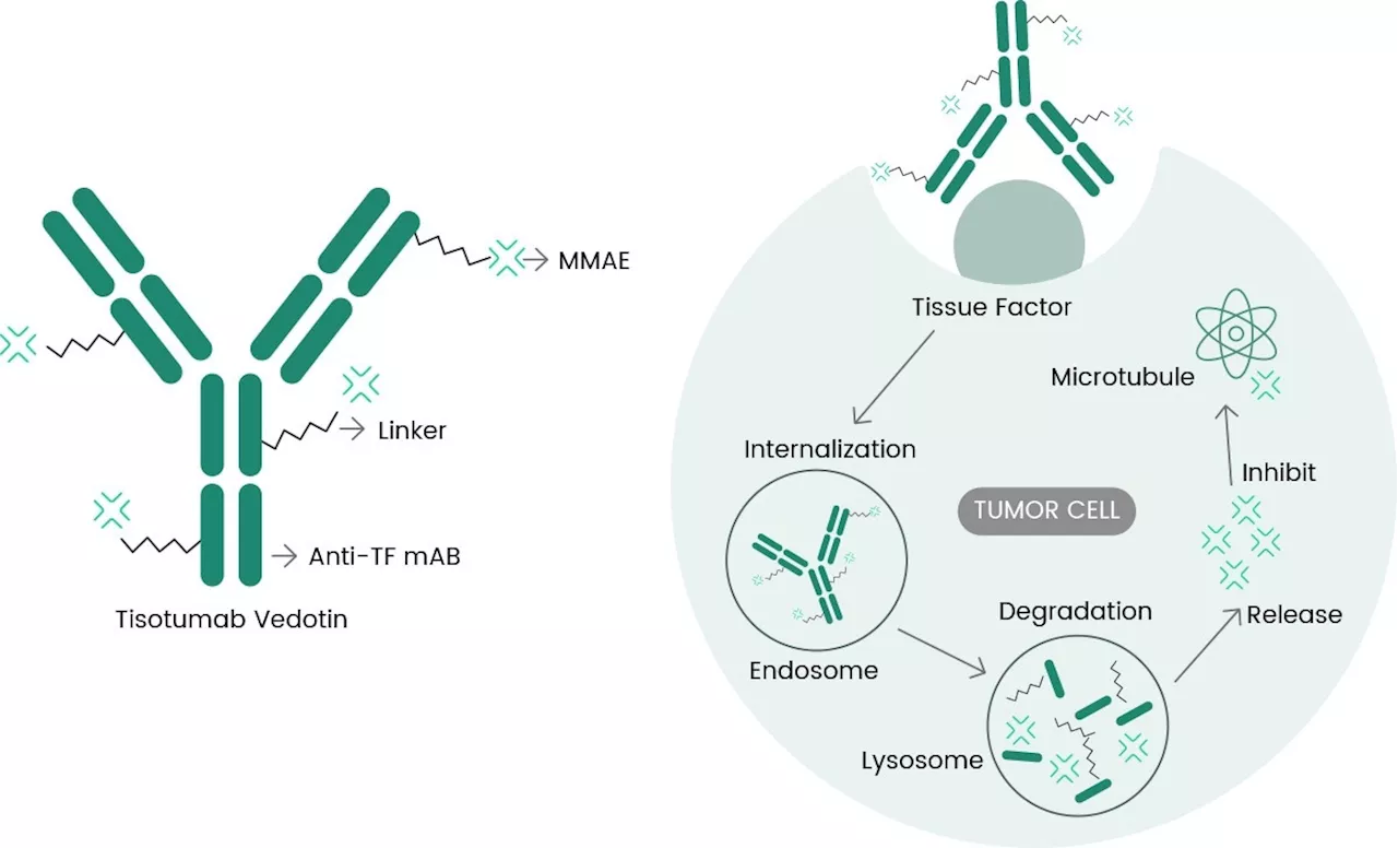 FDA-approved TIVDAK®: Targeting tissue factor in cervical cancer