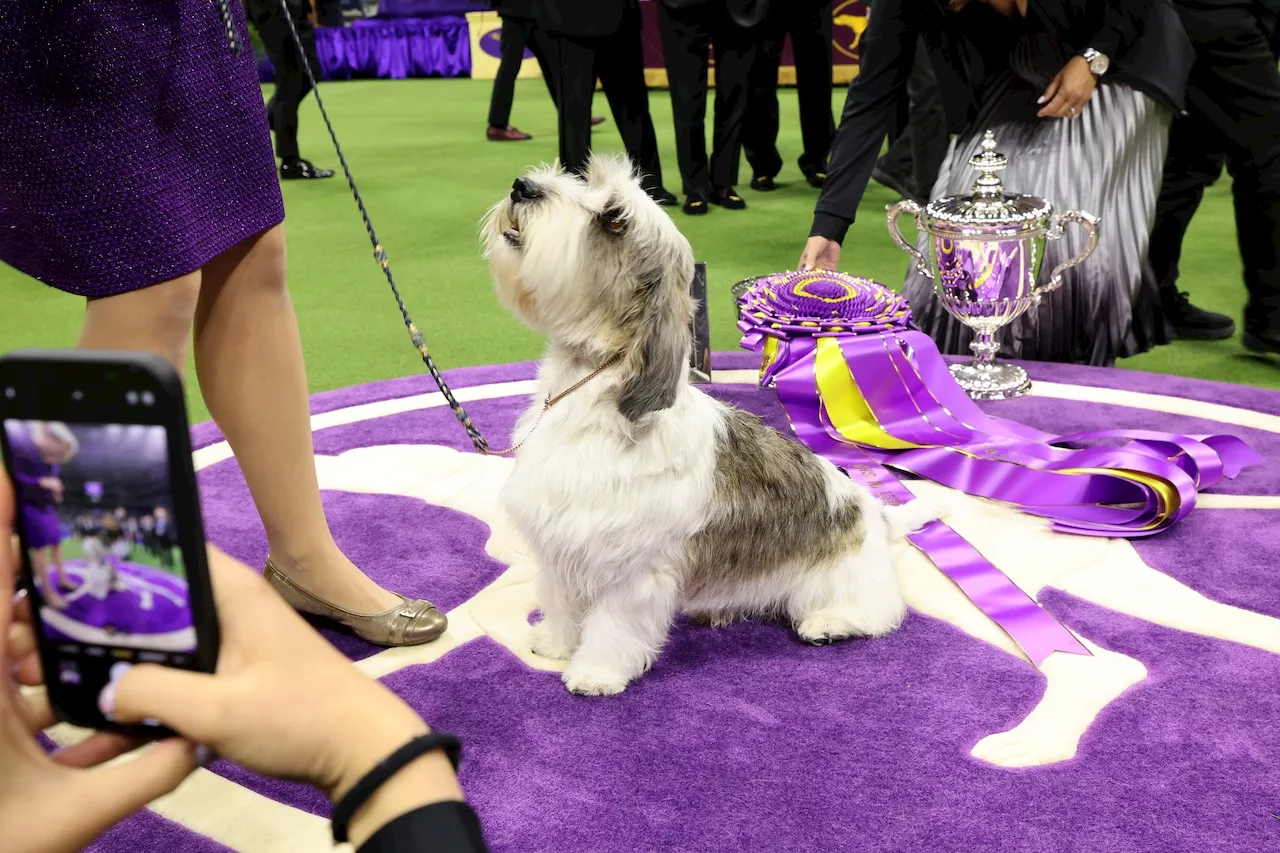 Westminster dog show 2024: Time, channel, free streaming schedule, best in show